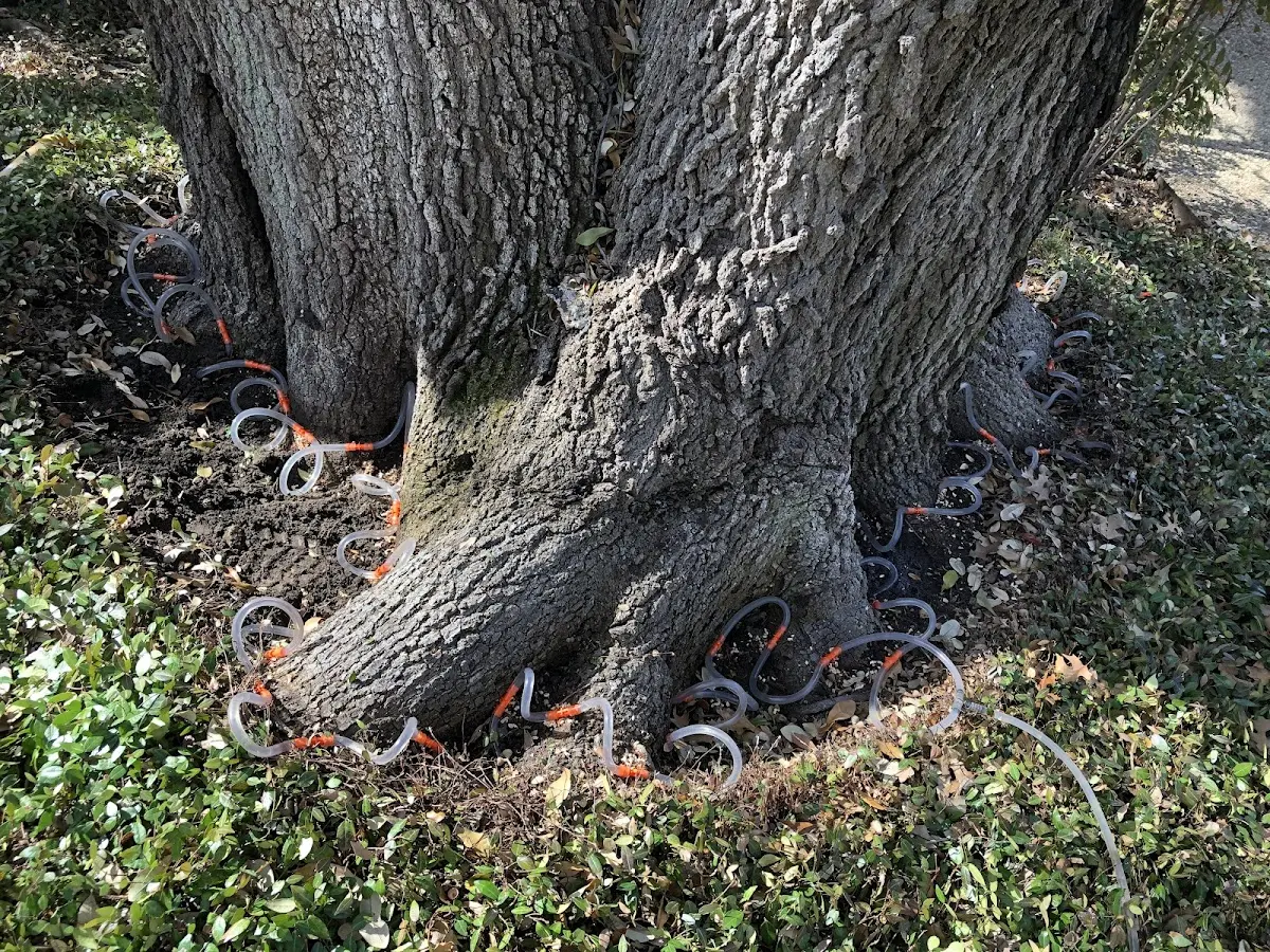 Detailed Tree Cabling and Bracing job site in North Reading
