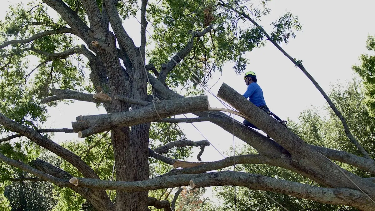 Professional Crown Thinning performed by certified arborists in North Reading