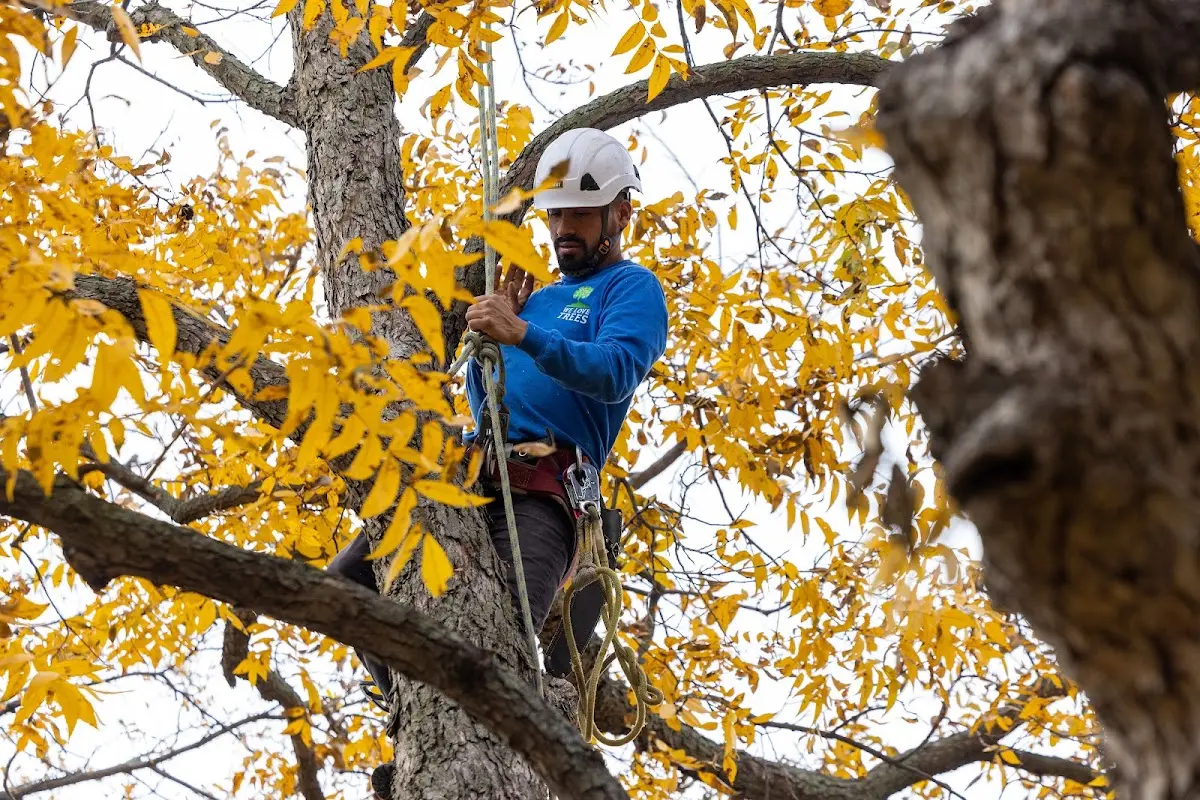 Skilled Tree Planting crew working in North Reading